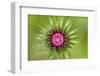 Thistle (Carduus Nutans) Flower Head before Opening, Triglav National Park, Slovenia, June 2009-Zupanc-Framed Photographic Print