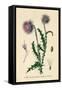 Thistle Chardon Penche-null-Framed Stretched Canvas