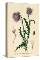 Thistle Chardon Penche-null-Stretched Canvas