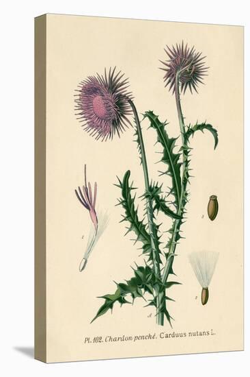 Thistle Chardon Penche-null-Stretched Canvas