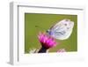 Thistle, Cirsium, Blossom, Large White Butterfly, Pieris Brassicae-Alfons Rumberger-Framed Photographic Print