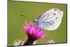 Thistle, Cirsium, Blossom, Large White Butterfly, Pieris Brassicae-Alfons Rumberger-Mounted Photographic Print