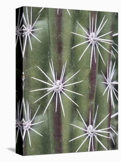 Thistle, Grand Canyon, Arizona, USA-Merrill Images-Stretched Canvas