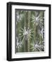 Thistle, Grand Canyon, Arizona, USA-Merrill Images-Framed Photographic Print