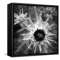 Thistle II-Lydia Marano-Framed Stretched Canvas
