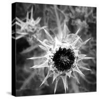 Thistle II-Lydia Marano-Stretched Canvas