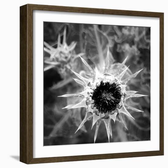 Thistle II-Lydia Marano-Framed Photographic Print