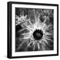 Thistle II-Lydia Marano-Framed Photographic Print