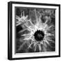 Thistle II-Lydia Marano-Framed Photographic Print