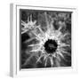 Thistle II-Lydia Marano-Framed Photographic Print