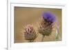 Thistle Wild - Duet-Staffan Widstrand-Framed Giclee Print