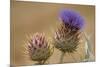 Thistle Wild - Duet-Staffan Widstrand-Mounted Giclee Print