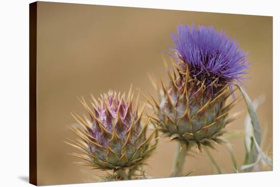 Thistle Wild - Duet-Staffan Widstrand-Stretched Canvas