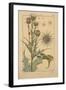 Thistle-null-Framed Giclee Print