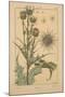 Thistle-null-Mounted Giclee Print
