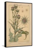 Thistle-null-Framed Stretched Canvas