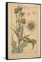 Thistle-null-Framed Stretched Canvas