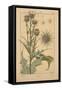 Thistle-null-Framed Stretched Canvas