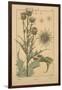 Thistle-null-Framed Giclee Print