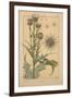 Thistle-null-Framed Giclee Print