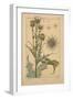 Thistle-null-Framed Giclee Print