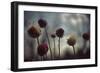 Thistledown in Subtle Light-George Oze-Framed Photographic Print