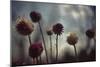 Thistledown in Subtle Light-George Oze-Mounted Photographic Print