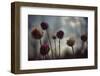 Thistledown in Subtle Light-George Oze-Framed Photographic Print