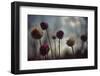 Thistledown in Subtle Light-George Oze-Framed Photographic Print