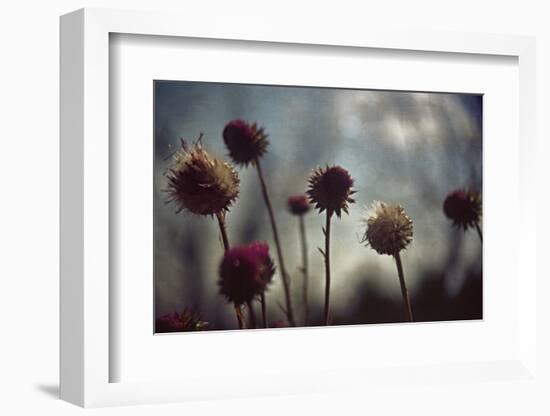 Thistledown in Subtle Light-George Oze-Framed Photographic Print