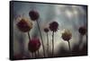 Thistledown in Subtle Light-George Oze-Framed Stretched Canvas