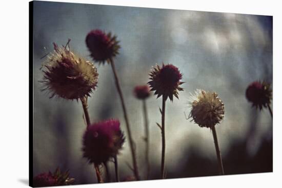 Thistledown in Subtle Light-George Oze-Stretched Canvas