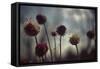 Thistledown in Subtle Light-George Oze-Framed Stretched Canvas