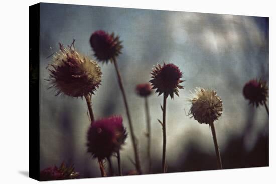 Thistledown in Subtle Light-George Oze-Stretched Canvas