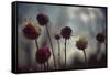 Thistledown in Subtle Light-George Oze-Framed Stretched Canvas