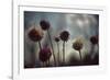 Thistledown in Subtle Light-George Oze-Framed Photographic Print