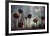 Thistledown in Subtle Light-George Oze-Framed Photographic Print