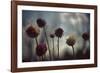 Thistledown in Subtle Light-George Oze-Framed Photographic Print