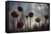 Thistledown in Subtle Light-George Oze-Framed Stretched Canvas