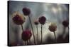 Thistledown in Subtle Light-George Oze-Stretched Canvas