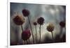 Thistledown in Subtle Light-George Oze-Framed Photographic Print