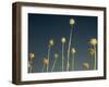 Thistles, Big Sur, California, Usa-Paul Colangelo-Framed Photographic Print