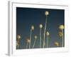 Thistles, Big Sur, California, Usa-Paul Colangelo-Framed Photographic Print