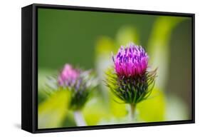 Thistles, Cirsium-Alfons Rumberger-Framed Stretched Canvas