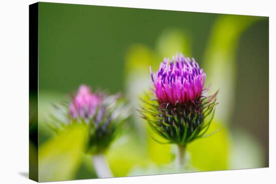 Thistles, Cirsium-Alfons Rumberger-Stretched Canvas