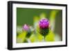 Thistles, Cirsium-Alfons Rumberger-Framed Photographic Print