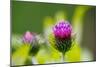 Thistles, Cirsium-Alfons Rumberger-Mounted Photographic Print