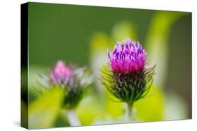 Thistles, Cirsium-Alfons Rumberger-Stretched Canvas