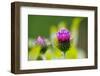 Thistles, Cirsium-Alfons Rumberger-Framed Photographic Print