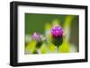 Thistles, Cirsium-Alfons Rumberger-Framed Photographic Print